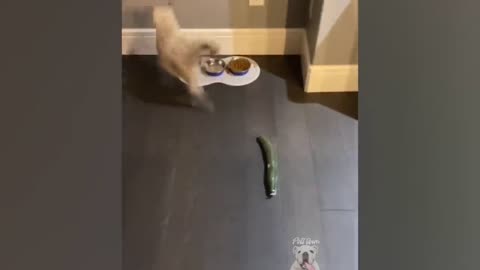 cats frightened by cucumbers very fun let's laugh a lot kkkk fun ..