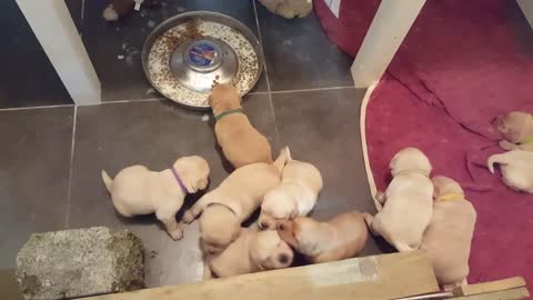 19 days old Labrador puppies - Noisy, messy, adorable