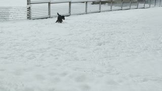 Hank Playing Catch