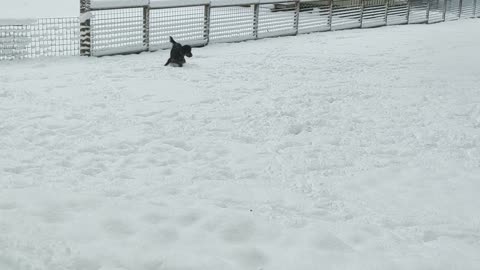 Hank Playing Catch