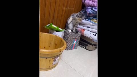 Cute cats hits her turtle friend 🤣 #short