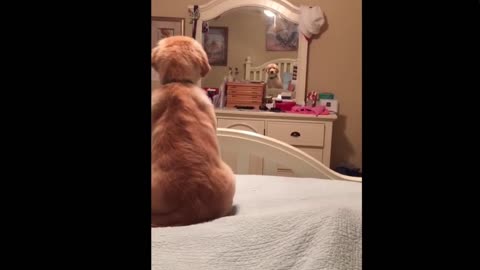 Dog Barking While Seeing Mirror 🪞😛