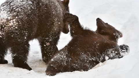 Two 1-year old brown bear cubs (Ursus arctos arctos) playing in the snow in winter