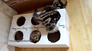 Adorable Kittens Can’t Get Enough Of Homemade Box Toy!