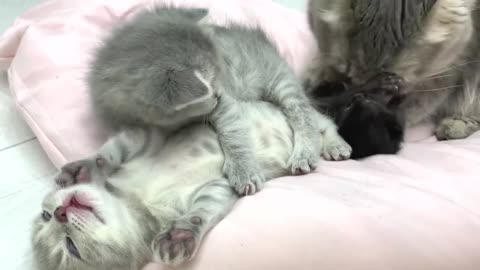 The best mom cat in the world can lick kittens