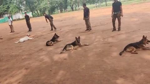 now army dog training,best dog funny video 2022 funniest dogs and cast videos,butifull funny video