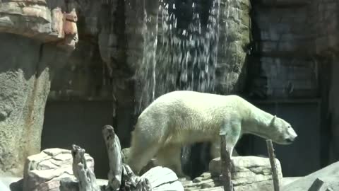 Polar Bears at the San Diego Zoo (in HD)