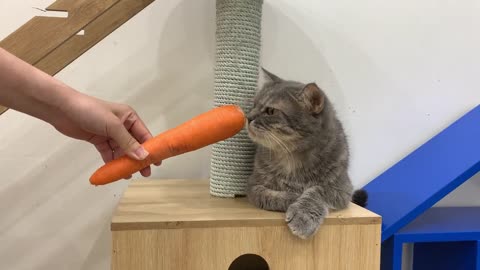 Can Cats Eat Carrots