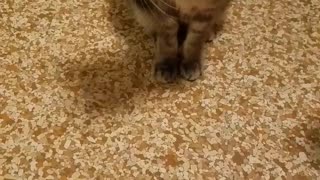 Cat pushes toy out of its way