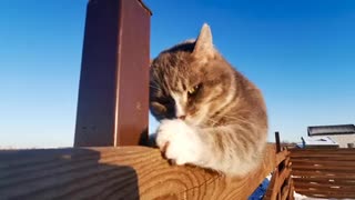 The Cat Scratched The Wood · Free Stock Video
