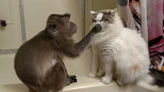 Rescue cat raised by pet monkey