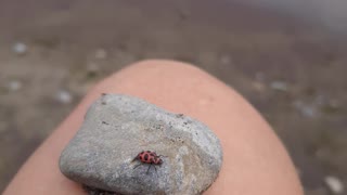 what mysterious bug is this?