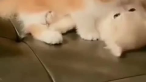 Cutest Kittens Playing Moments
