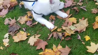 is there anything better than leaves