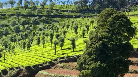 Tea plantation