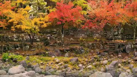 autumn maple landscape