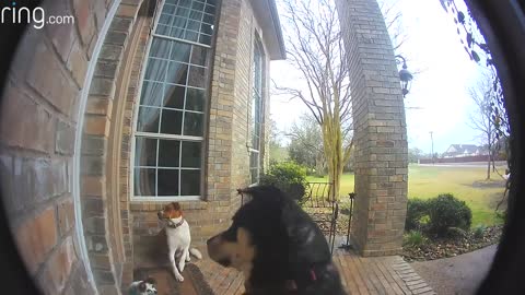 Family Dogs Learn How to Use Ring Video Doorbell to Get Owner’s Attention | RingTV