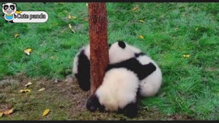 A large group of baby pandas from China#cute panda video collection