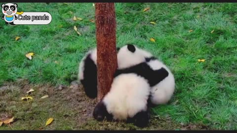 A large group of baby pandas from China#cute panda video collection