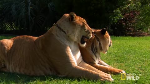 Lions, Tigers and Ligers! _ World's Weirdest