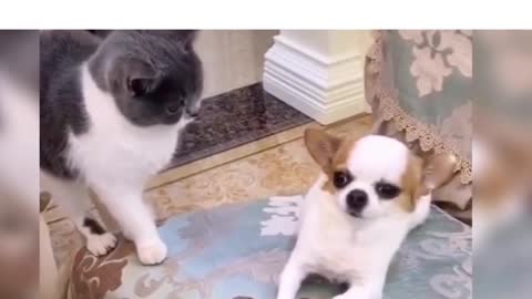 Dog & Cat awkward moment.