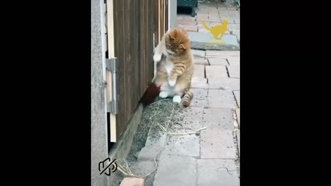 FUNNIEST And CUTEST CAT VIDEOS 2021 😸-lovablecats😻 |