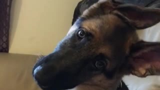 Confused puppy delivers adorable head tilt