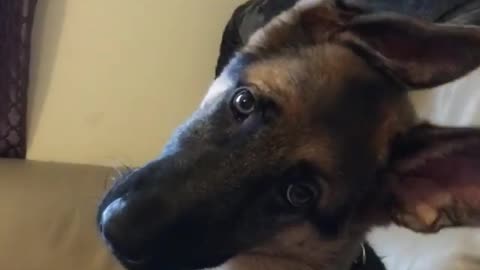 Confused puppy delivers adorable head tilt