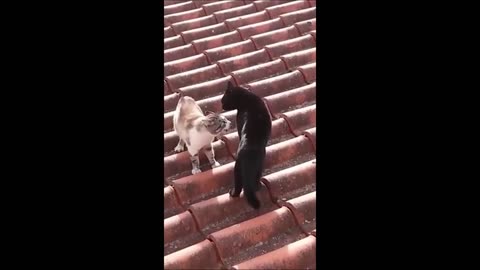 Funny Cats & Dogs - Funny Animal Videos 2024