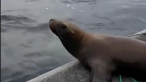 Sea lion jumps on boat running from whales