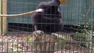 Monkey excited to get food