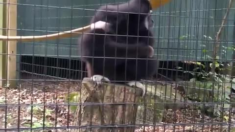 Monkey excited to get food