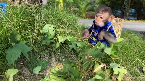 baby monkey animal bi bi Bim Bim takes ducklings to pick fruits at the farm