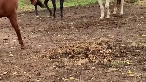 Horse that just wants to play