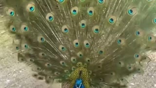 Peacock beauty bird