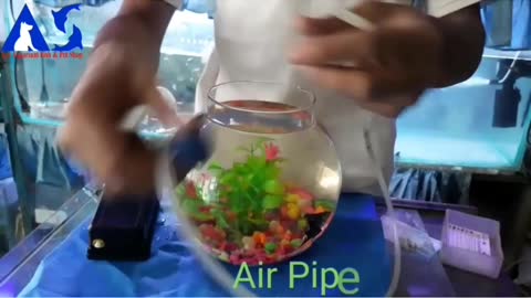 How to set up a fish bowl