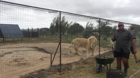 Lion and Lioness Having Dinner