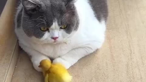 Why did the duck and the cat become friends?