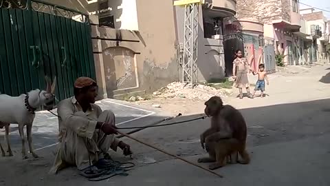 Monkey & Goat circus in Lahore Pakistan
