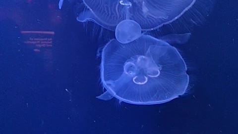 DELICATE JELLYFISH IN BLUE WATER