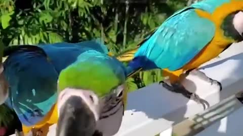 Baby Animals Funny Parrots and Cute Birds Compilation