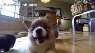 , These Hilarious Slow-Mo Puppies Will Make You Laugh & Smile!