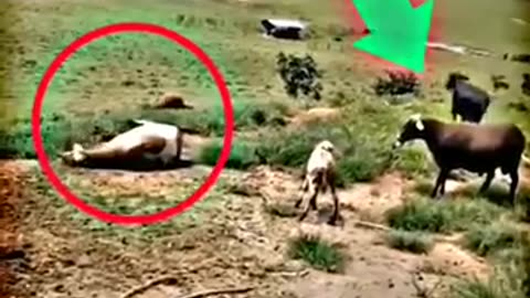 Goat and cow fight__