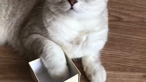 Cute cat box song