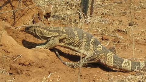 Guana (leguan) digging but not for food this time