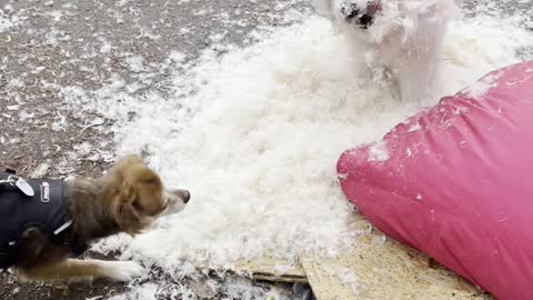 Doggy Having a Blast Destroying Her Blanket