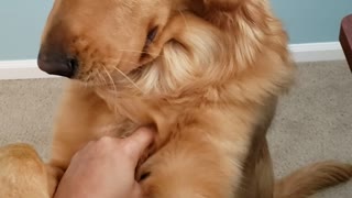 Thor the Dog Reacting to Not Getting Pet