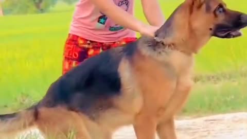 German Shepherd dog top quality full size