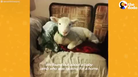 Rescued Sheep Makes Himself Part Of The Family