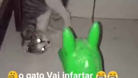 O gato vai enfartar